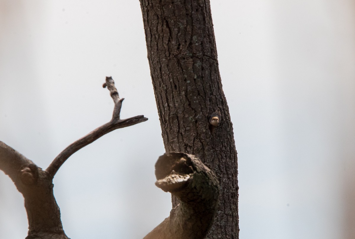 Brown-headed Nuthatch - ML616173516