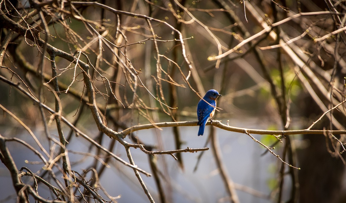 Eastern Bluebird - ML616173522