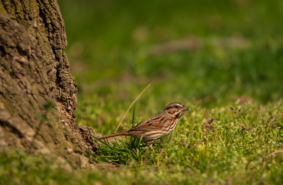 Song Sparrow - ML616173536