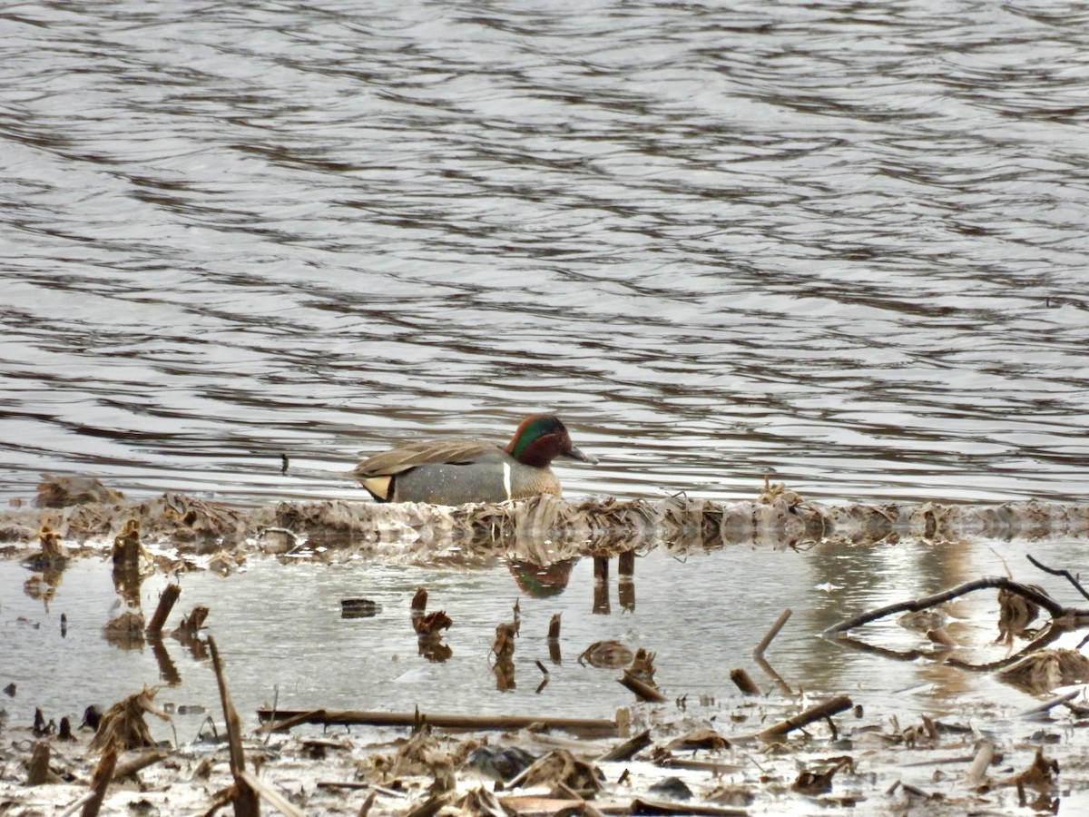 Green-winged Teal - ML616173608