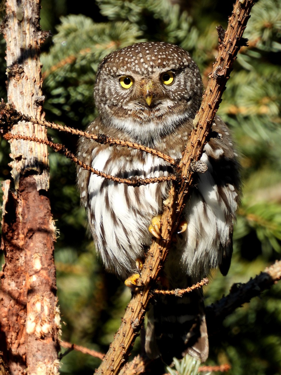 Northern Pygmy-Owl - ML616173609