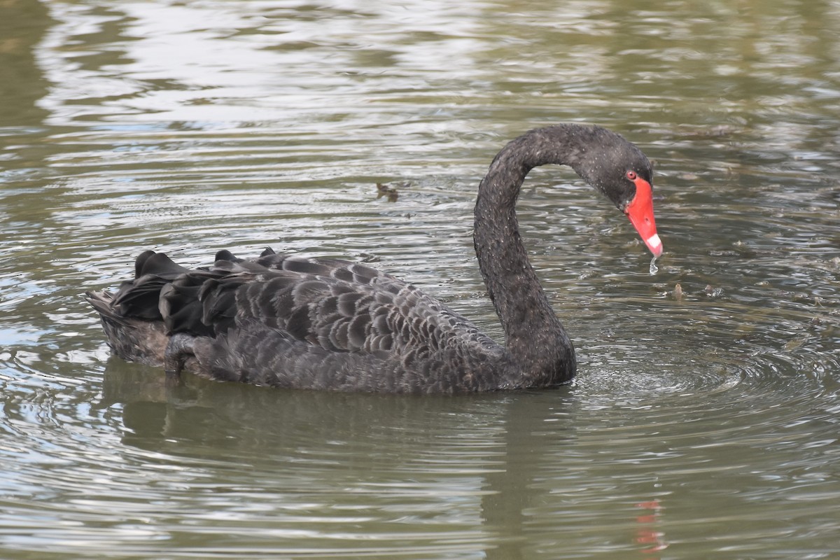 Black Swan - ML616173649