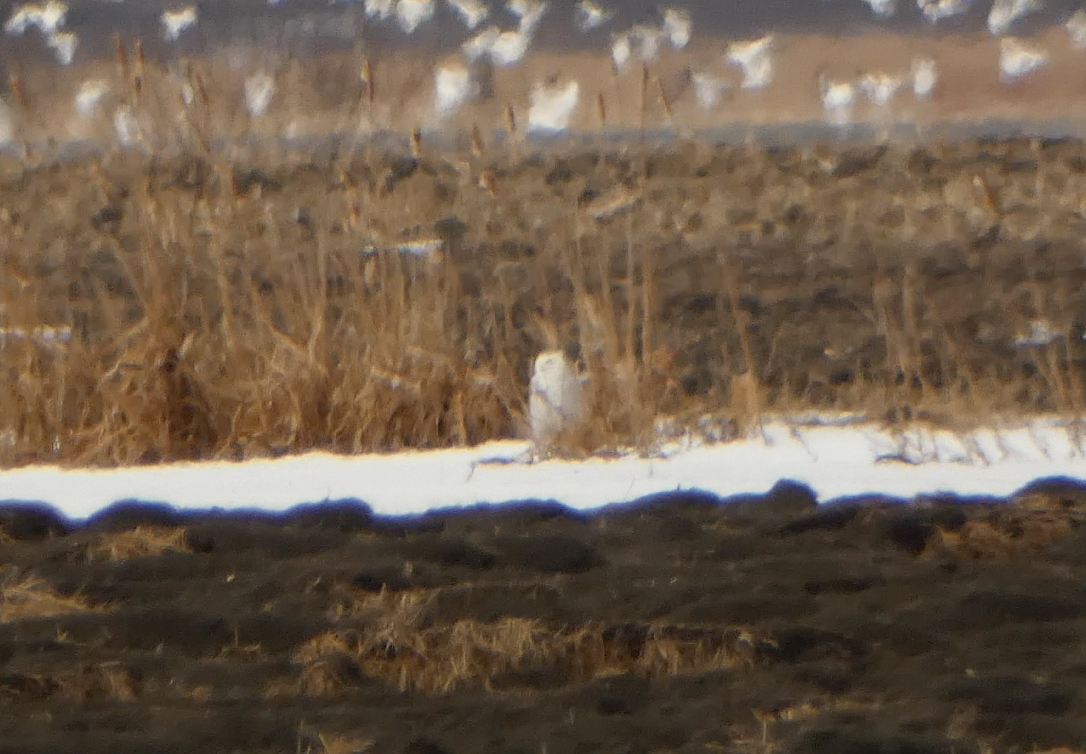 Snowy Owl - Kevin Hayes