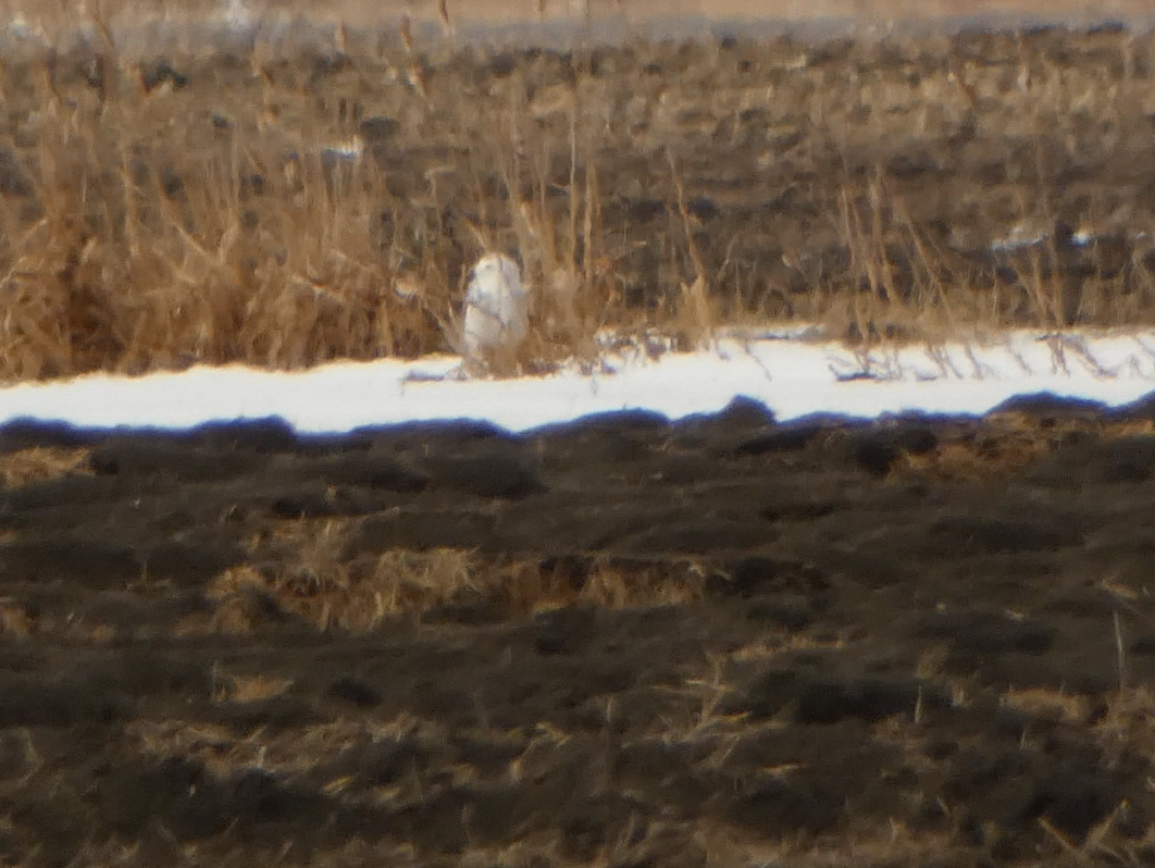 Snowy Owl - Kevin Hayes