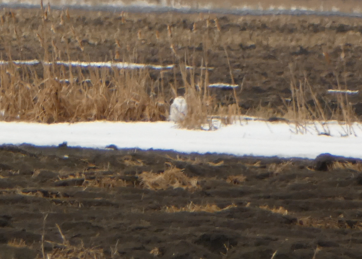 Snowy Owl - Kevin Hayes