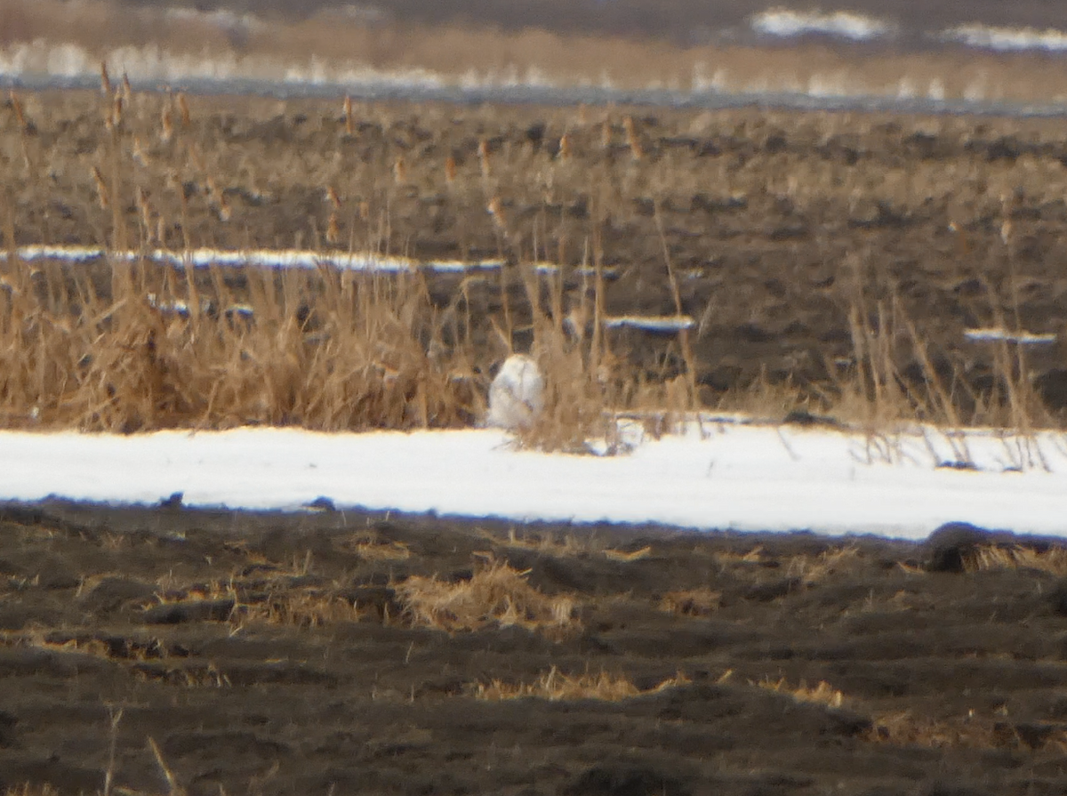 Snowy Owl - Kevin Hayes