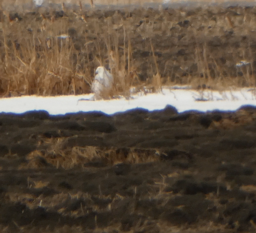 Snowy Owl - Kevin Hayes