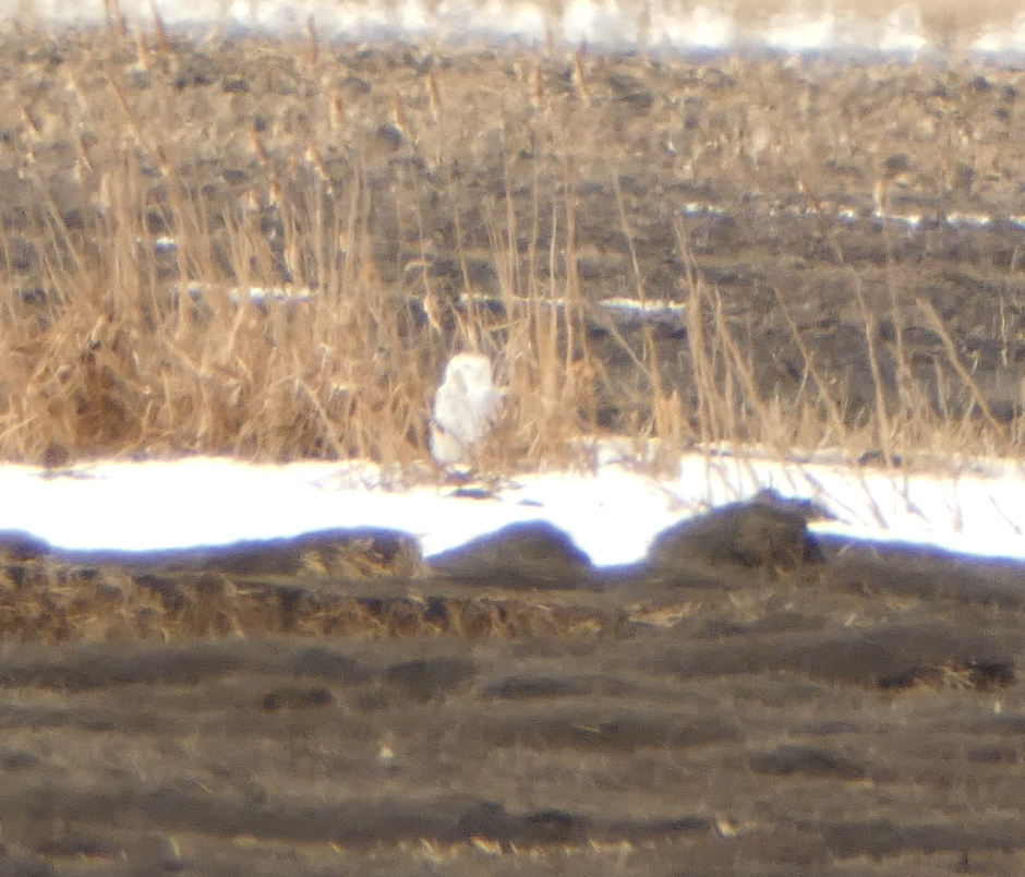 Snowy Owl - Kevin Hayes