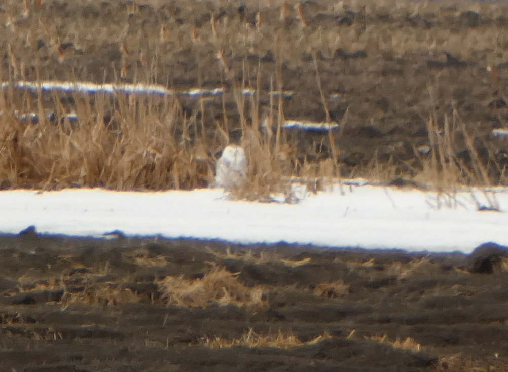 Snowy Owl - Kevin Hayes