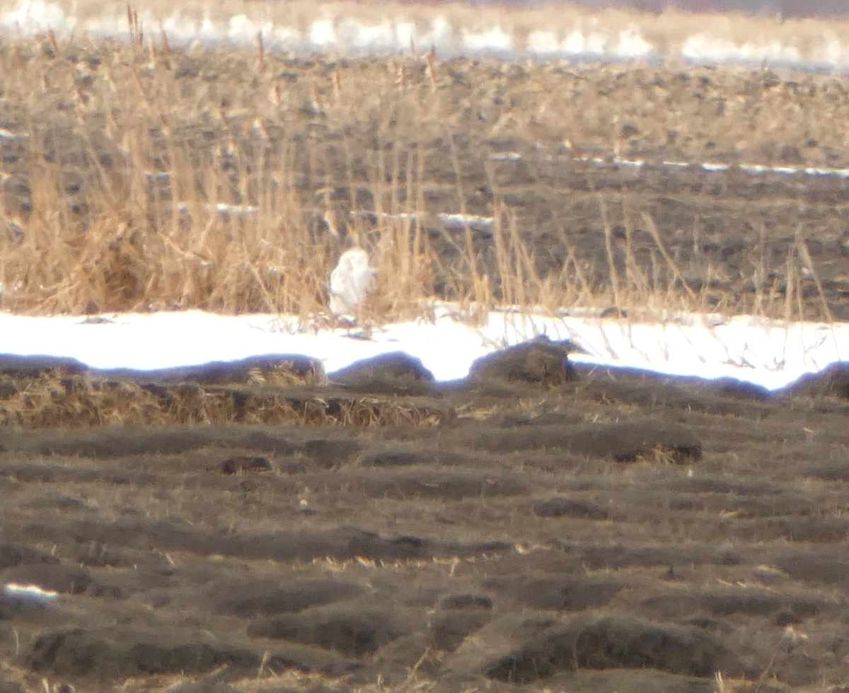 Snowy Owl - Kevin Hayes