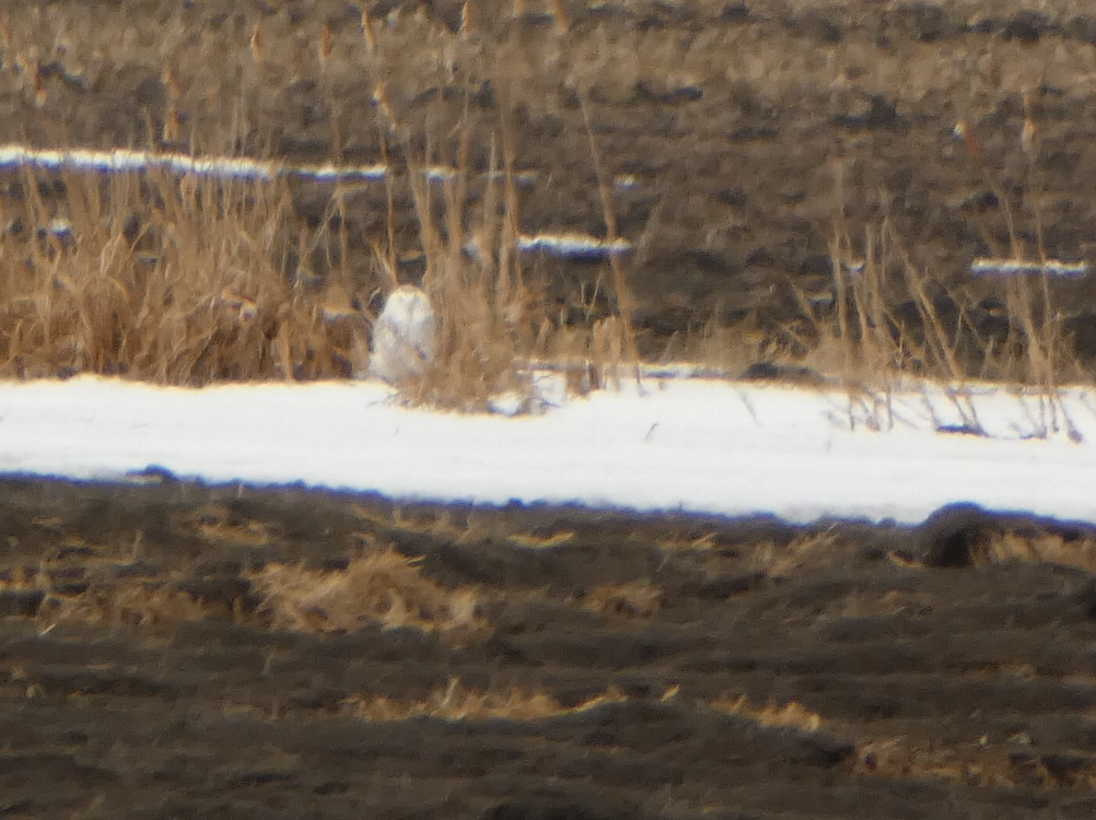 Snowy Owl - Kevin Hayes