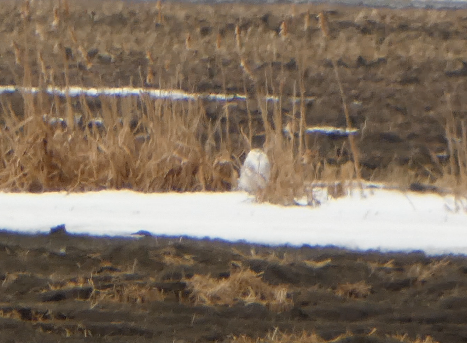 Snowy Owl - Kevin Hayes