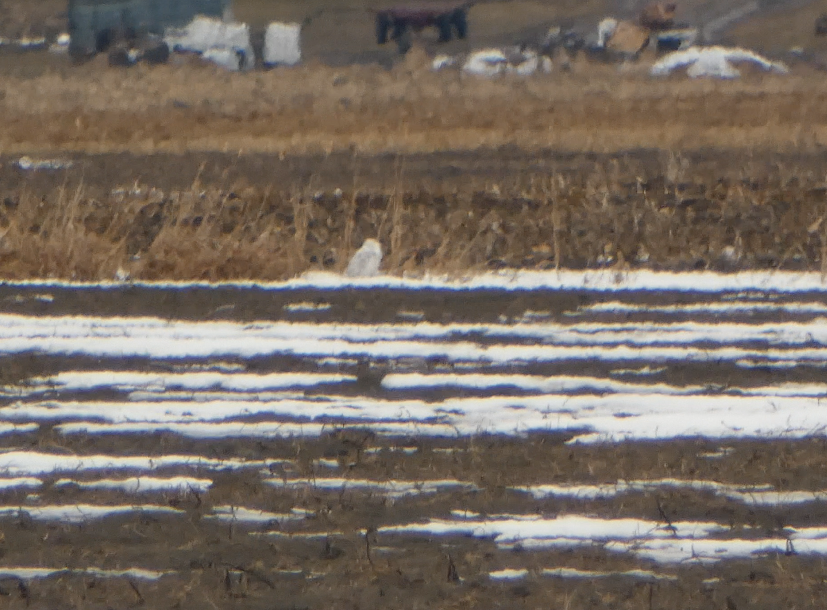 Snowy Owl - Kevin Hayes