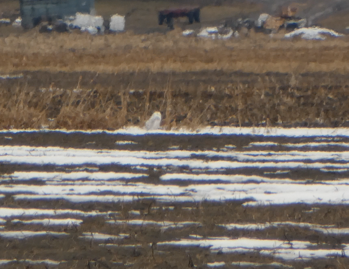 Snowy Owl - Kevin Hayes