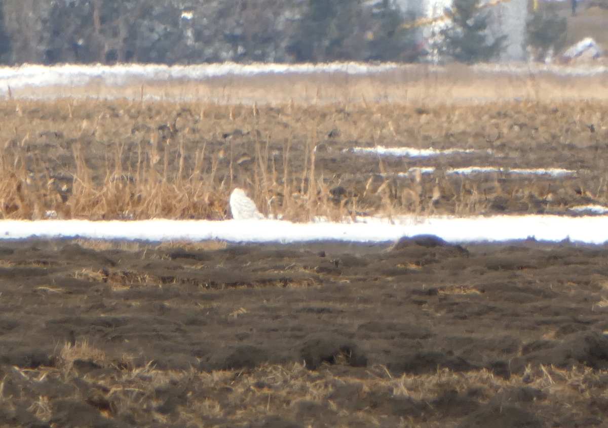 Snowy Owl - Kevin Hayes