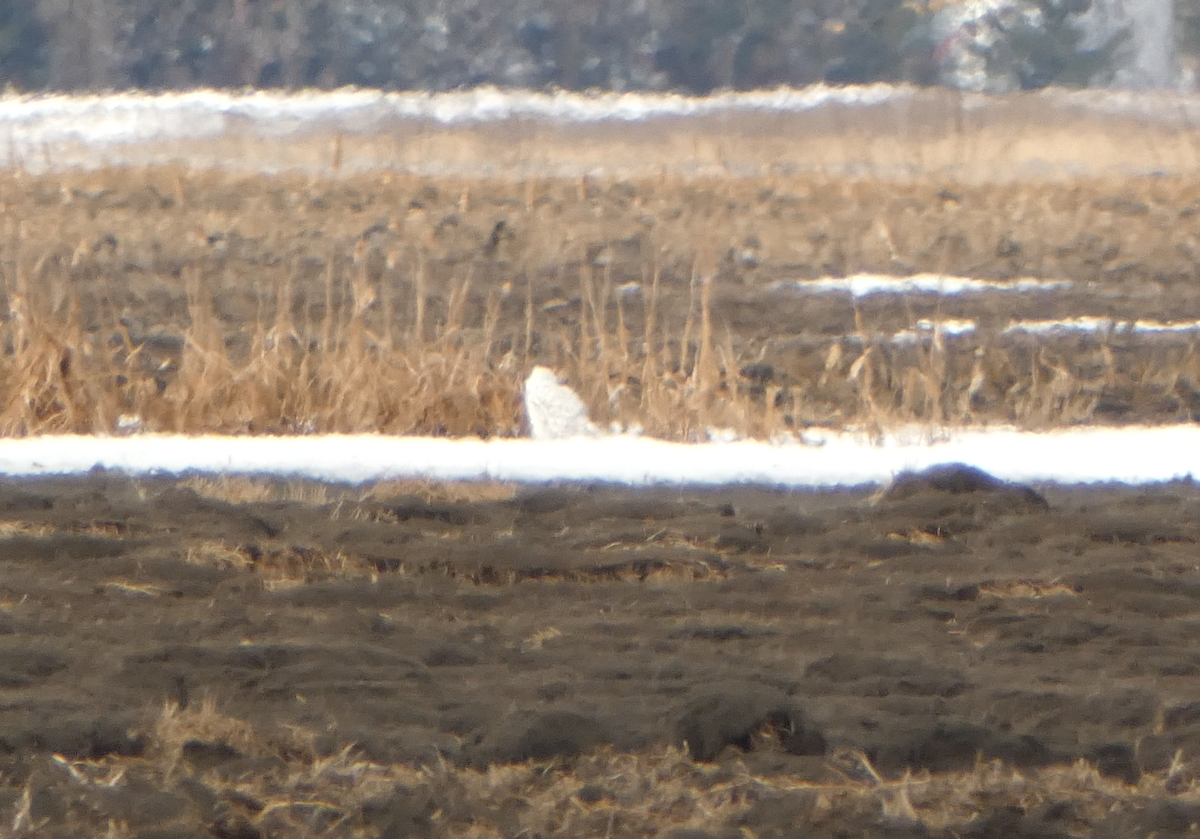 Snowy Owl - Kevin Hayes