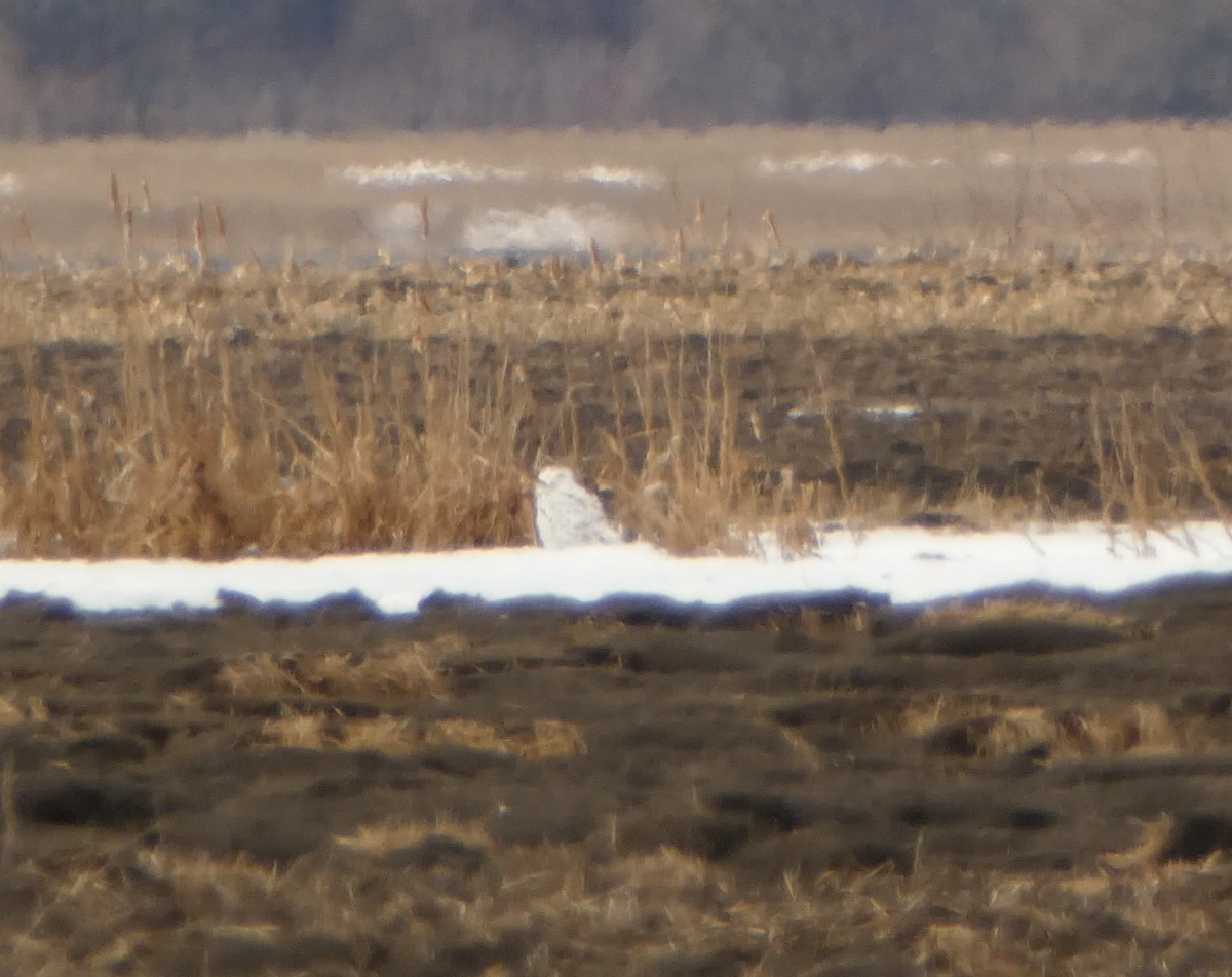 Snowy Owl - Kevin Hayes