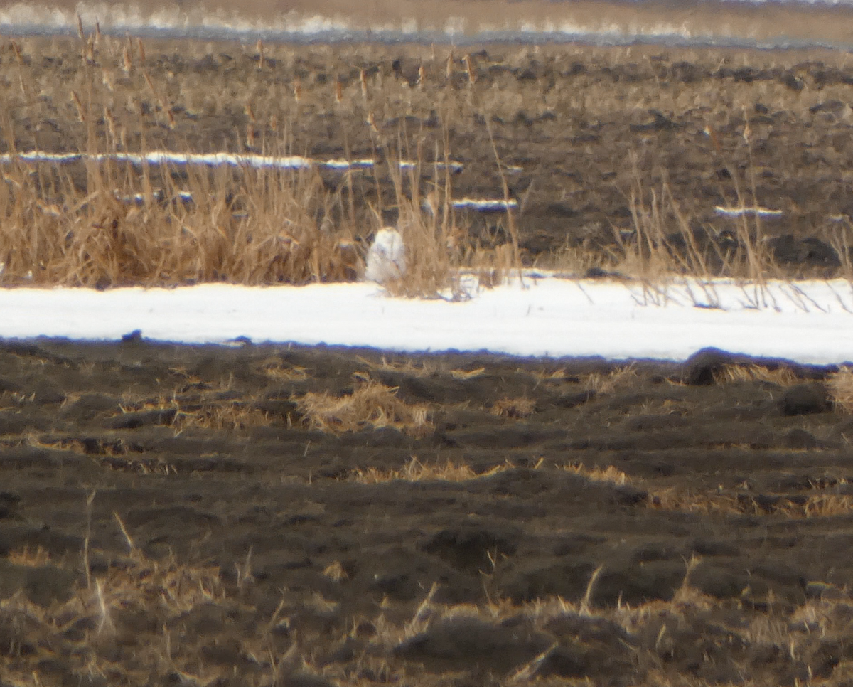 Snowy Owl - Kevin Hayes