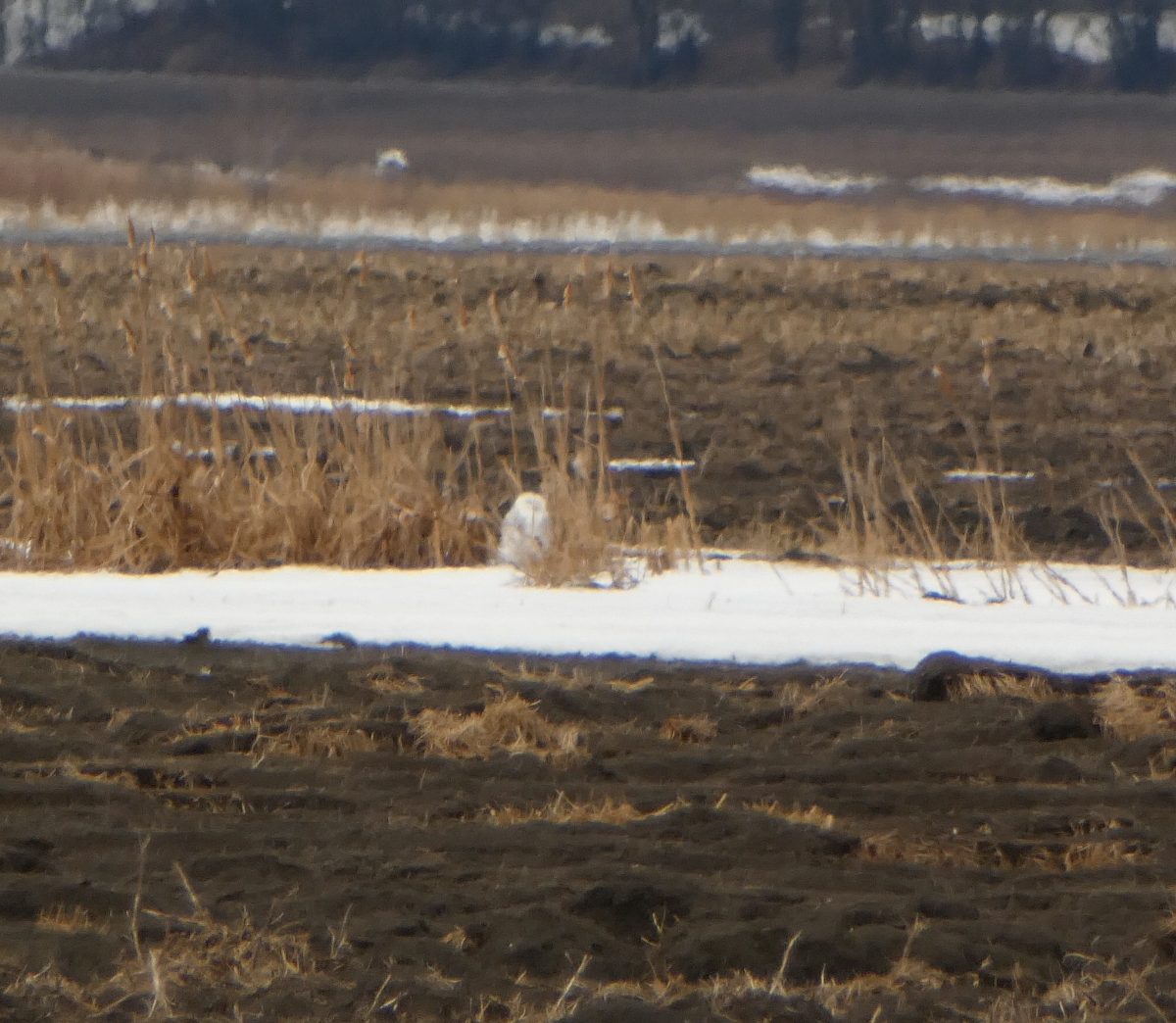 Snowy Owl - Kevin Hayes