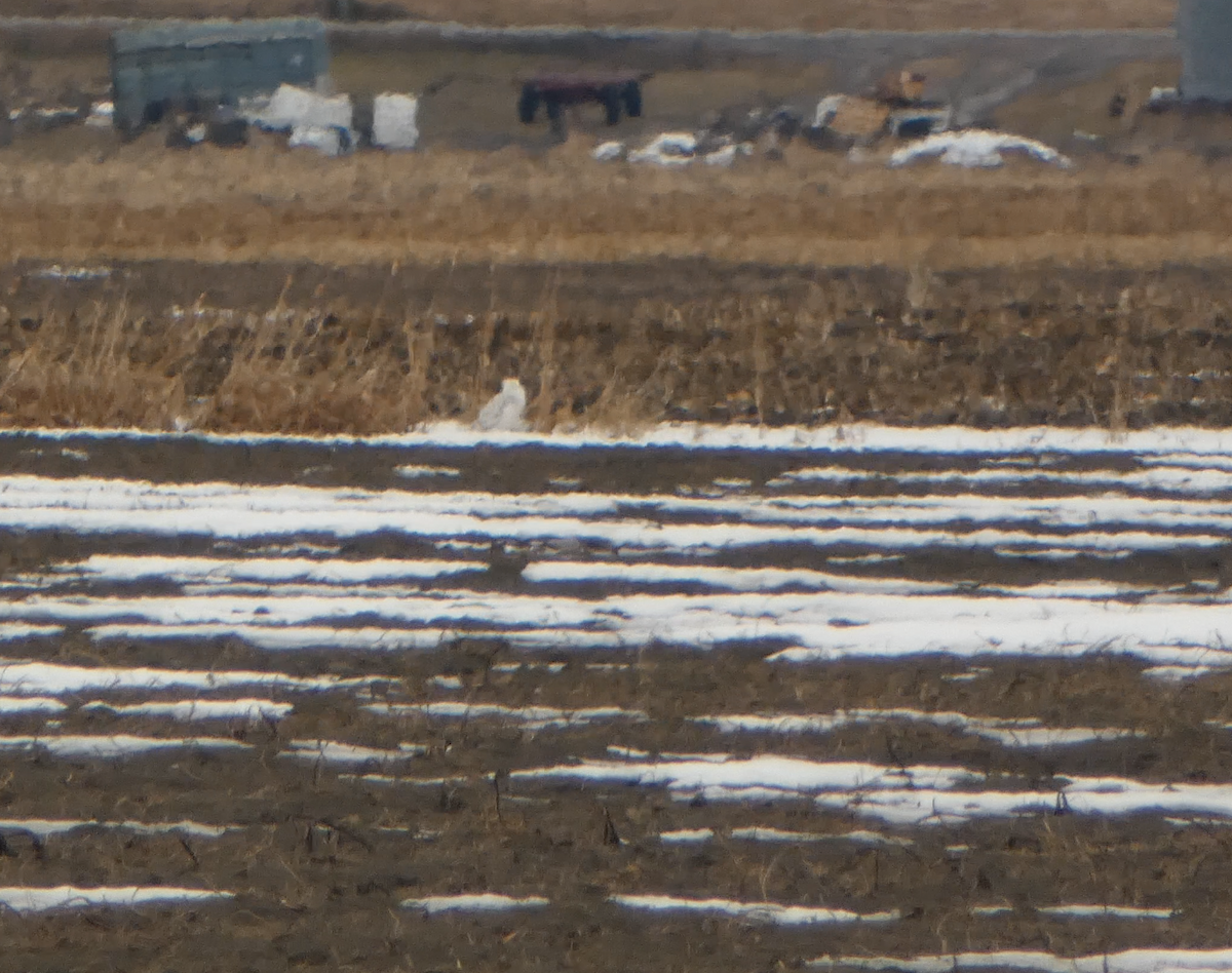 Snowy Owl - Kevin Hayes