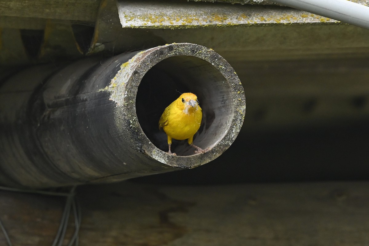 Saffron Finch (Saffron) - ML616173694