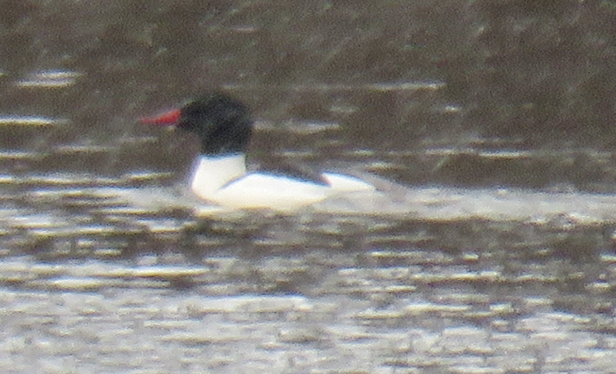 Common Merganser - ML616173751