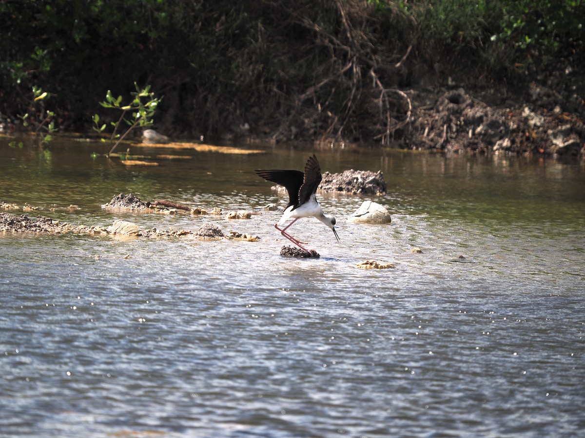 Pied Stilt - ML616173761