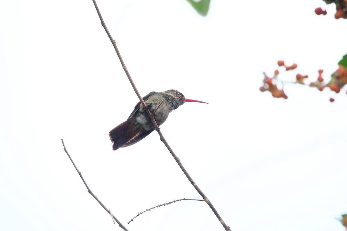kolibřík yukatanský - ML616173762