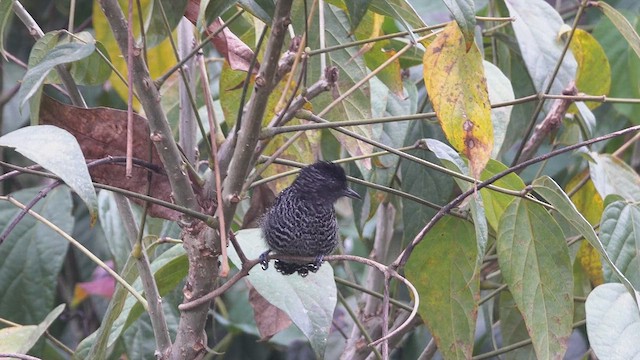 Lined Antshrike - ML616173797