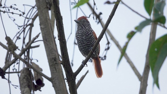 Lined Antshrike - ML616173804