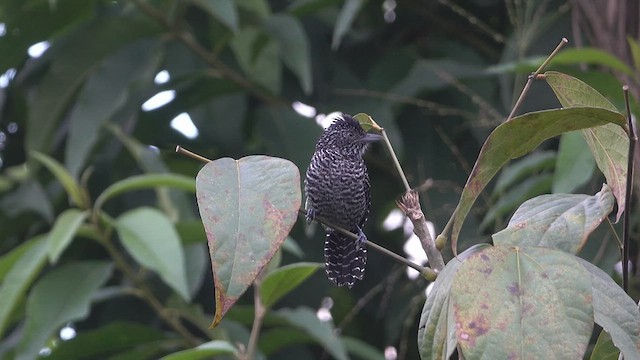 Lined Antshrike - ML616173805