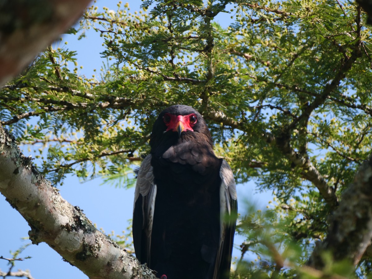 Bateleur des savanes - ML616173809