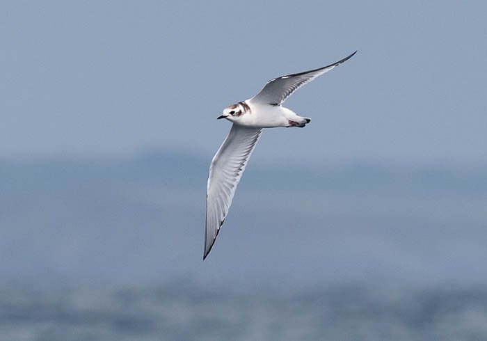 Gaviota Enana - ML616173891