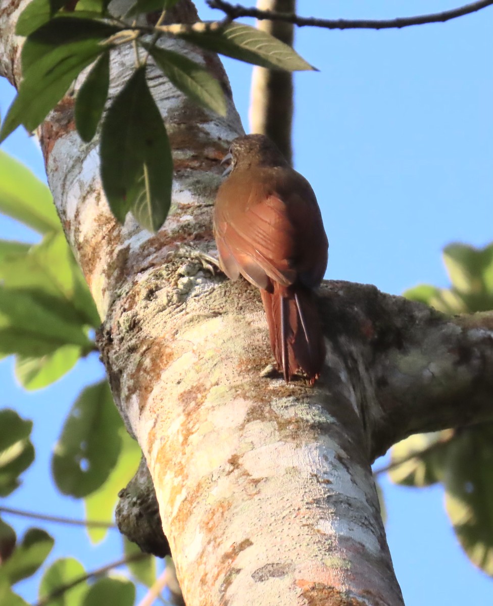 Strong-billed Woodcreeper - ML616173910