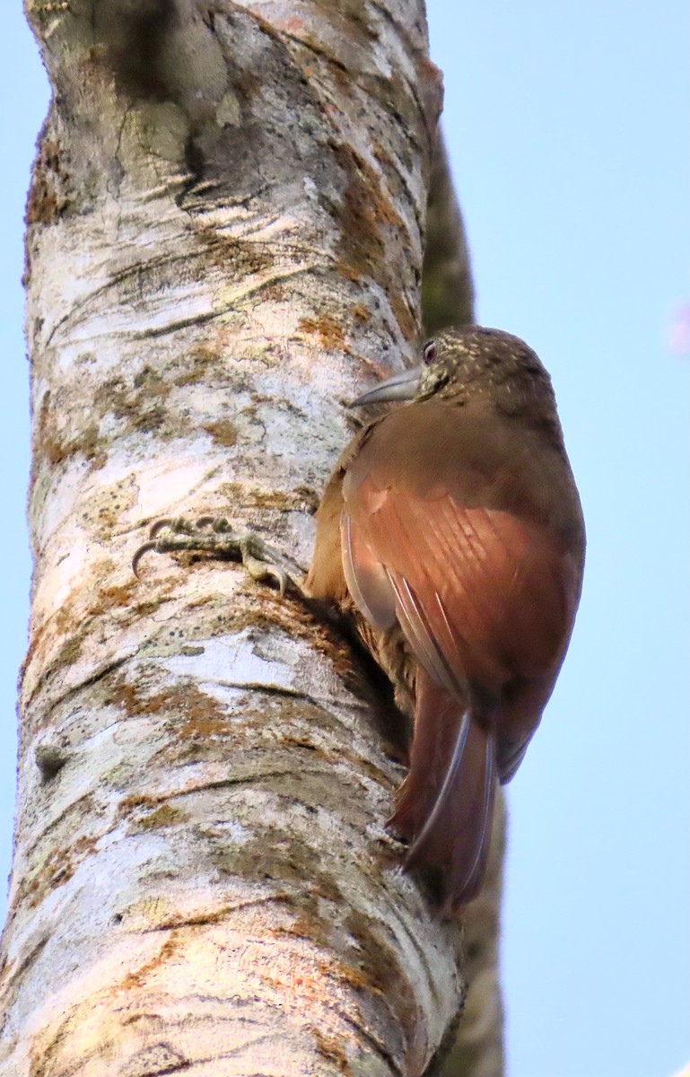 Strong-billed Woodcreeper - ML616173911
