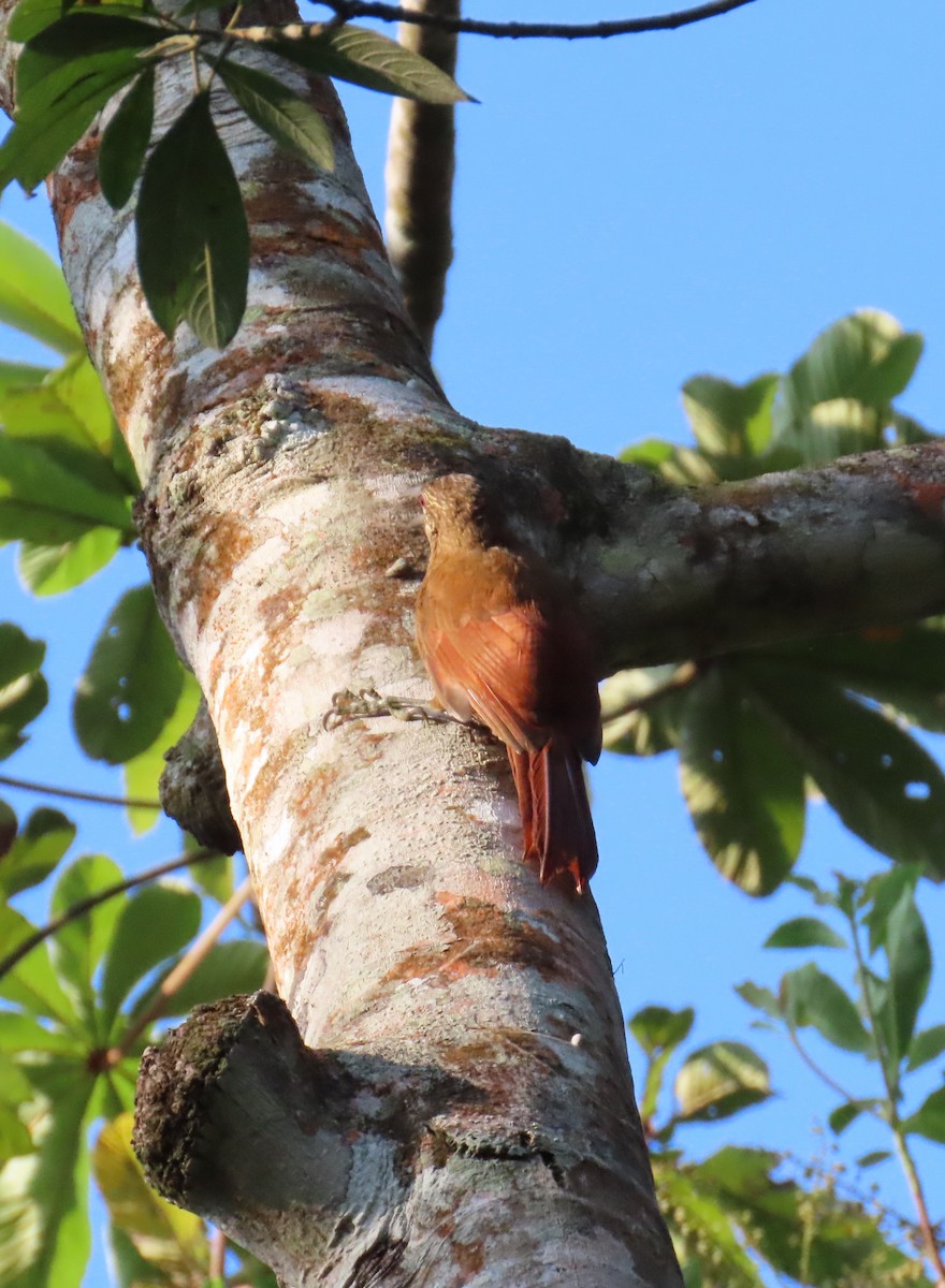 Strong-billed Woodcreeper - ML616173912