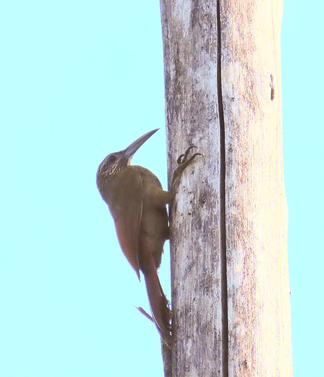 Strong-billed Woodcreeper - ML616173913