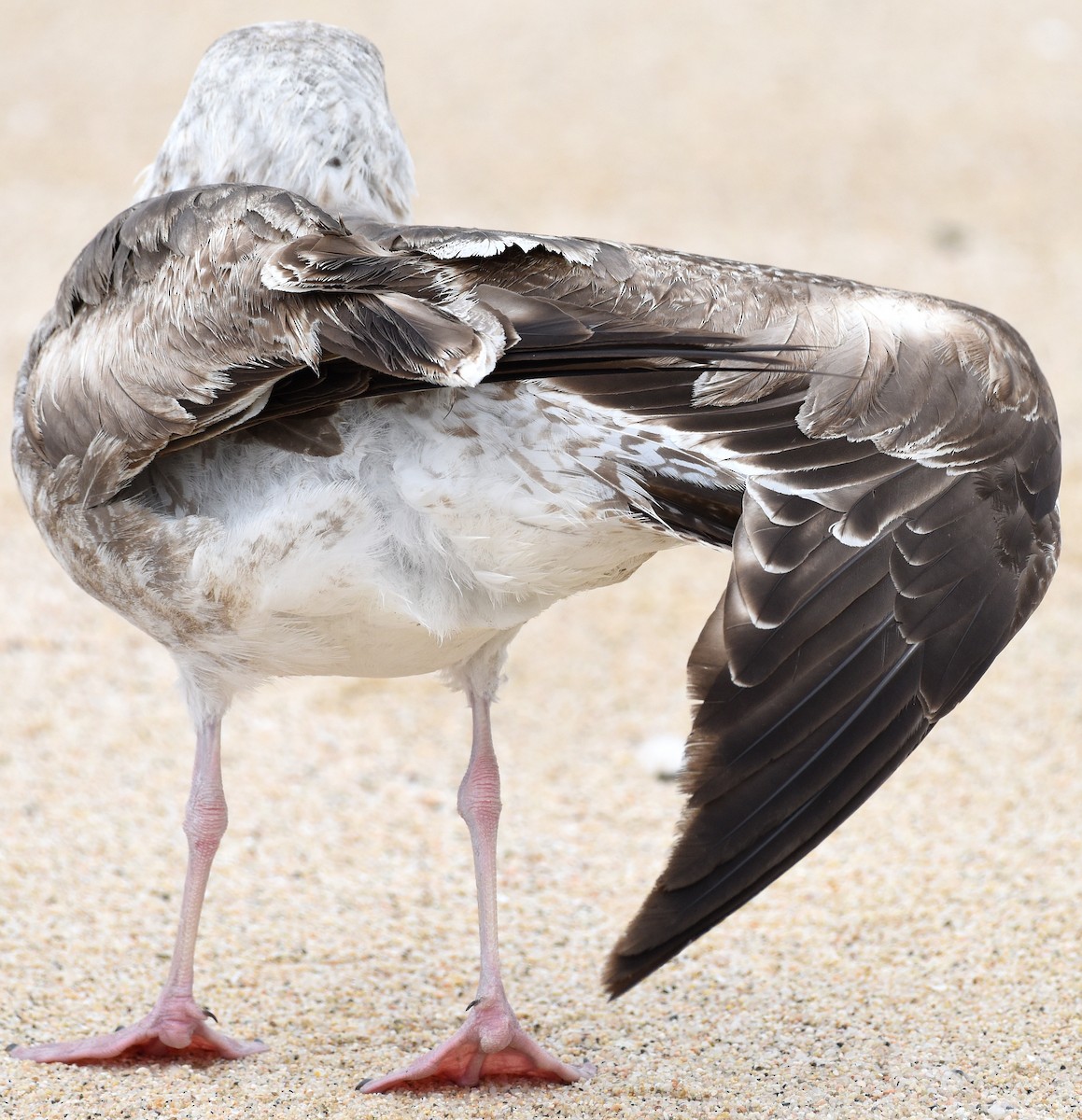 Western Gull - ML616173926