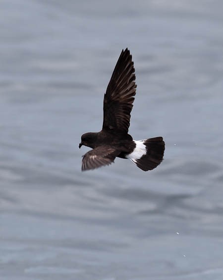 European Storm-Petrel - ML616173927