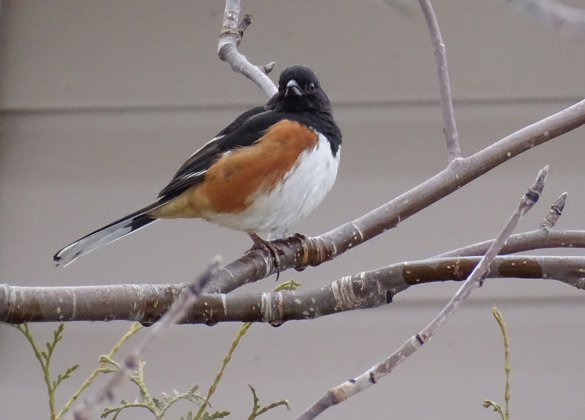 Eastern Towhee - Monique Ouellet