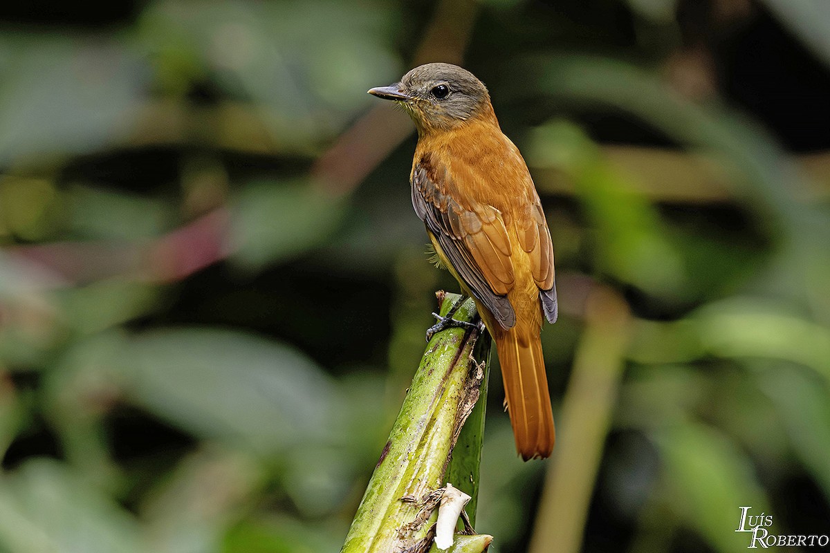 Rufous-tailed Attila - Luis Roberto da Silva