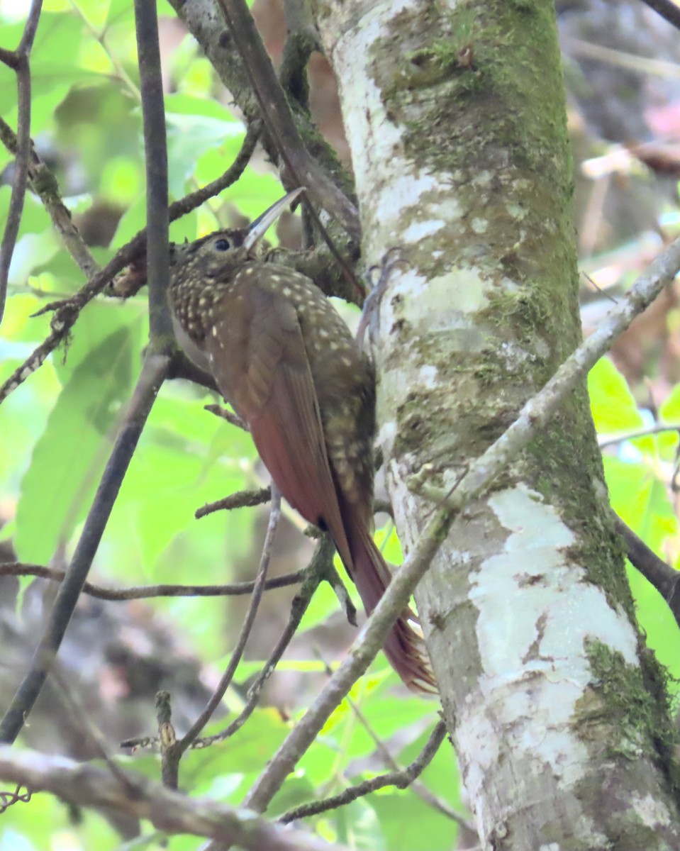 Spotted Woodcreeper - ML616173957