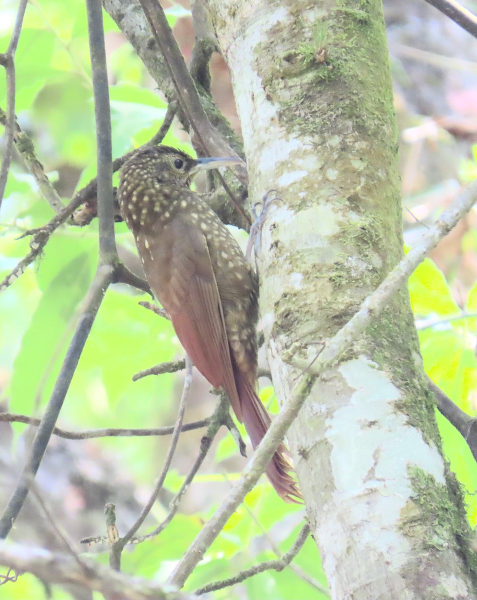 Spotted Woodcreeper - ML616173958
