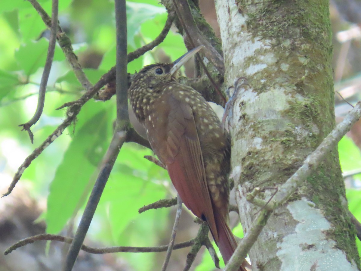 Spotted Woodcreeper - ML616173959