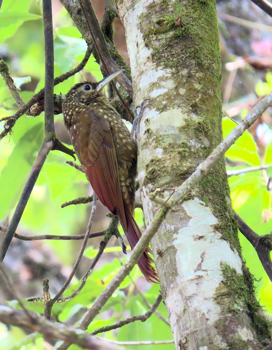 Spotted Woodcreeper - ML616173960