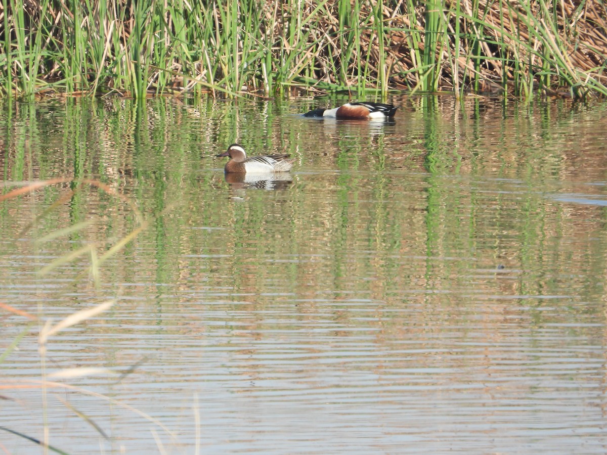 Garganey - ML616173983