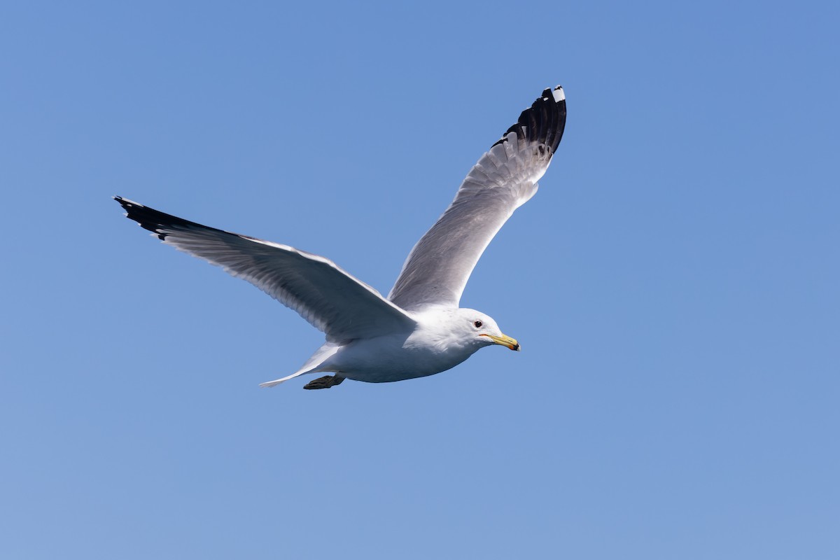 Gaviota Californiana - ML616174014