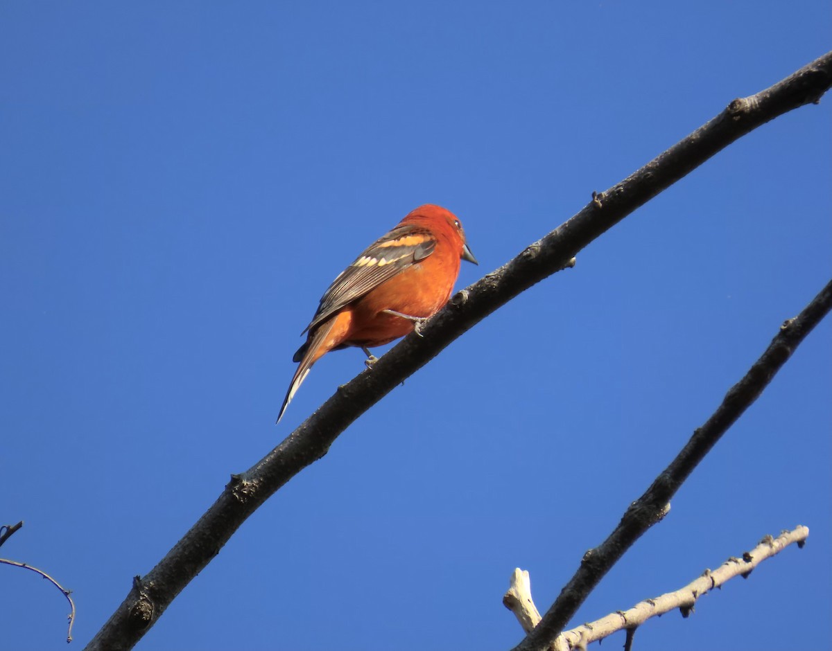 Flame-colored Tanager - ML616174027