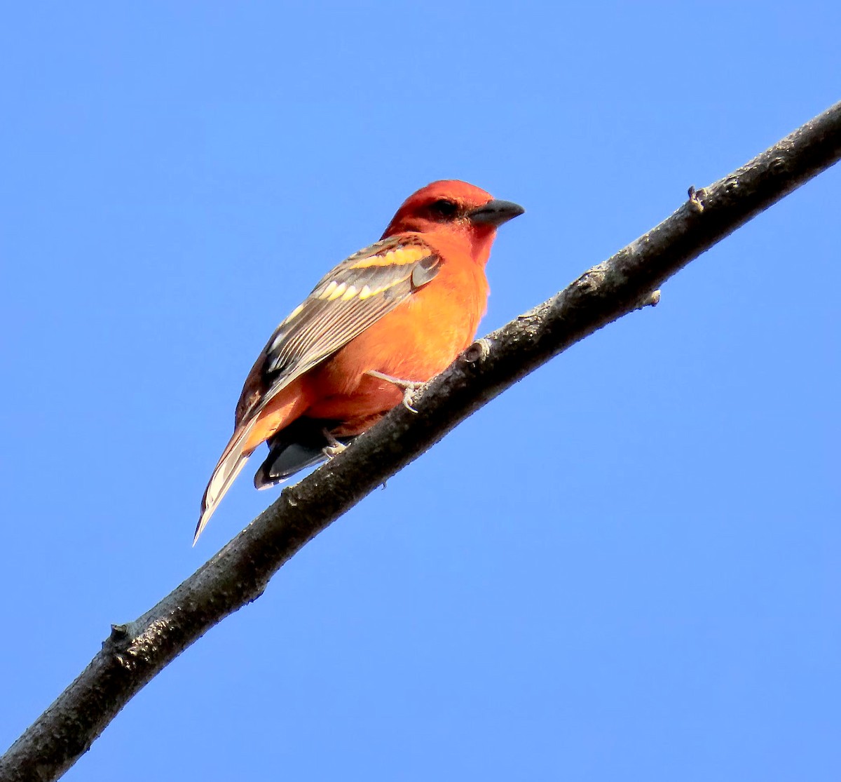 Flame-colored Tanager - ML616174028