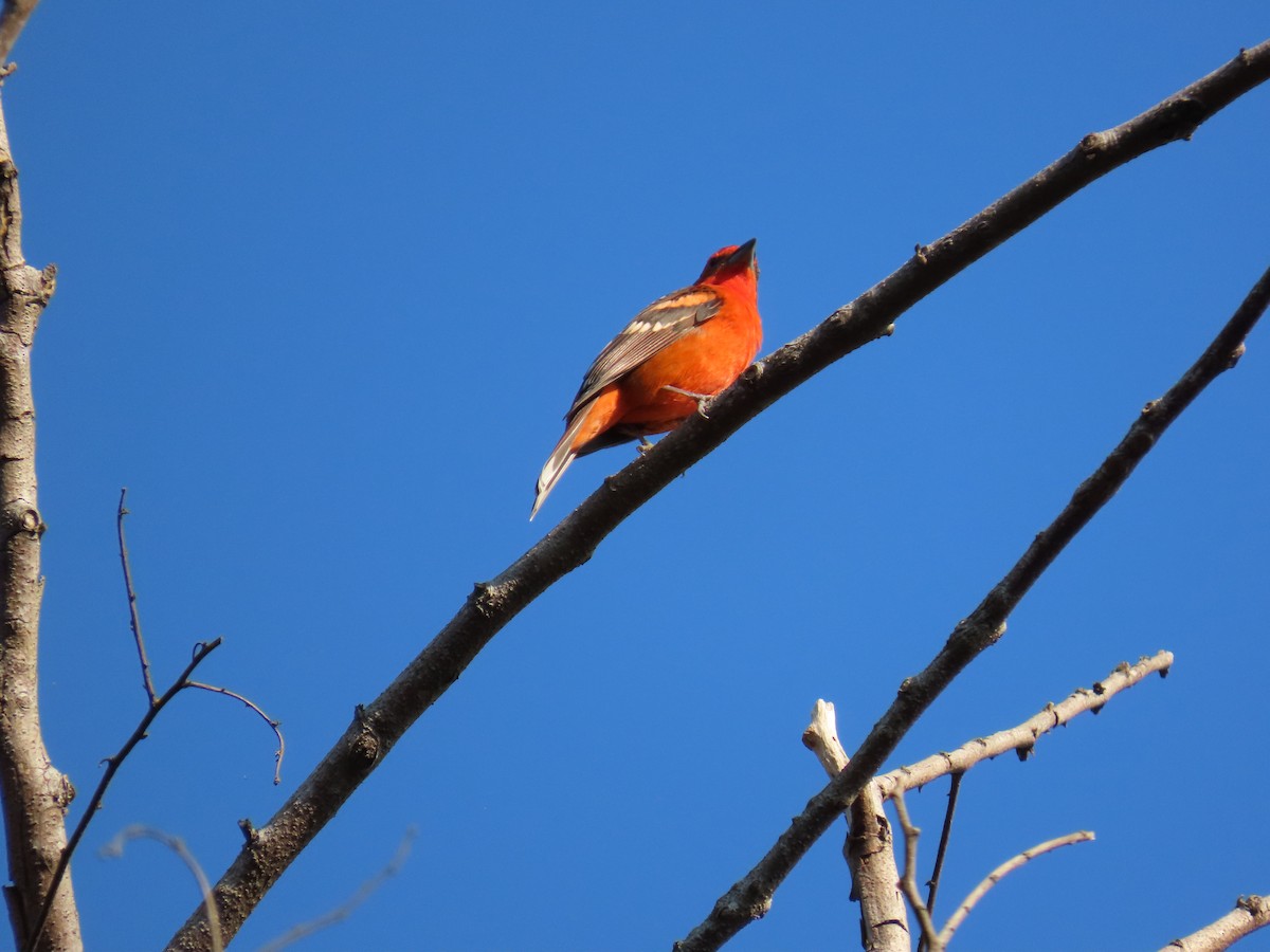 Flame-colored Tanager - ML616174029